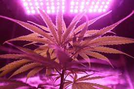 (high pressure sodium) light grows as well as cfls (compact fluorescent lights). Best Led Grow Lights In Canada For Cannabis 2020 Reviews