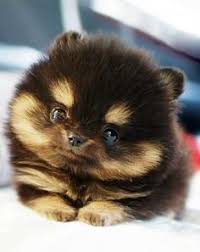 Teddy Bear Black And Brown Pomeranian Pomeranians Puppys Cutest Dogs I Want Thi So Cute Teddy Bears Teacup Pomeranians Cutest Puppys Fluffy Puppys Cute Animals Cute Baby Animals Baby Animals
