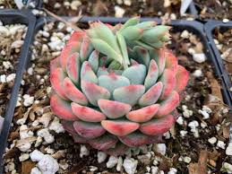 Image result for Humularia minima