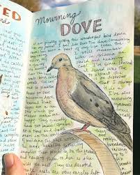 How To Start A Nature Journal A Beginners Guide Nature Journal Nature Sketch Birding Journal