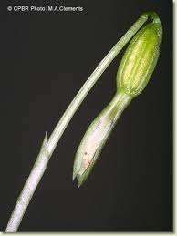 Image result for Nervilia crociformis