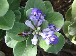 Image result for Vitex amaniensis