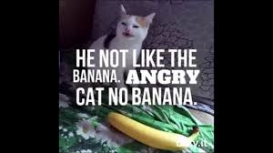 1 Hour Cat No Banana Youtube