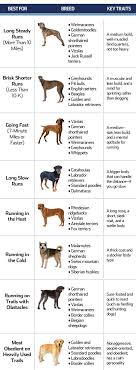 Top Running Dogs Runner S World Best Dog Breeds Dog Runs Dog Breeds