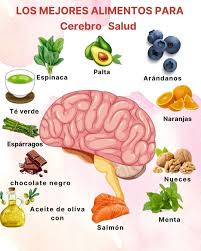    :   ́         El cerebro  es un órgano altamente activo que requiere una gran cantidad de energía y  nutrientes para