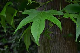 モミジバフウ 紅葉葉楓 庭木図鑑 植木ペディア
