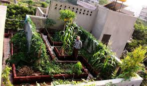 kitchen garden plants, terrace garden