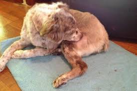 Hypotrichosis is an inherited condition where the dog's hair follicles either don't develop normally or at all. Dog Losing Hair In Patches And Scabs Home Remedy Dog Hair Loss Dog Losing Hair Hair Loss Remedies