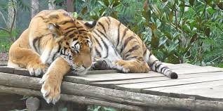 Leider haben wir zum zoo saarbrücken keine attraktionen verzeichnet. Der Zoo Von Amneville Eintrittspreise Test Und Personliche Besucher Bewertung Alternativ Gesund Leben De