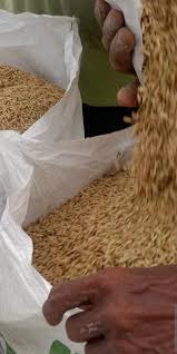 Upaya Meningkatkan Ketahanan Pangan di Kalimantan Timur Melalui Pengembangan Irigasi