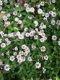 Image result for Lippia