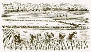 Asian Farmers Working On Field Hand Drawn Illustration Rice Harvest Ad Working Field Asian Farmers Hand Farm Art Art Illustration