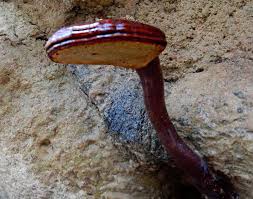 Image result for Ganoderma lucidum