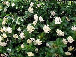 Image result for Ixora sp. A