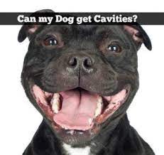 Can My Dog Get Cavities Pitbulls Bull Terrier Dog Pitbull Terrier