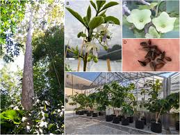 Image result for Karomia