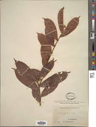Image result for Diospyros chamaethamnus
