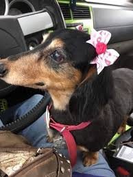 Doris Bearden (cats4me59)