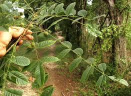 Image result for Trichilia