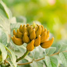 Image result for Spathodea campanulata