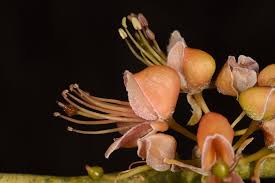Image result for Capparis brassii