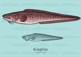 49 Best Kingklip Images Stock Photos Vectors Adobe Stock