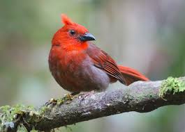 Image result for Pycreus melas