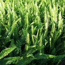 Image result for Nephrolepis undulata