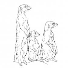 As mentioned earlier, meerkats are famed. Top 10 Meerkat Coloring Pages