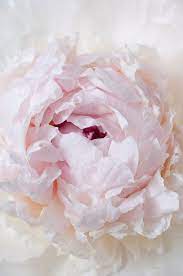 Peony Photography French Peony Fine Art Travel Photograph Wall Decor Beautiful Flowers Pretty Flowers Peonies