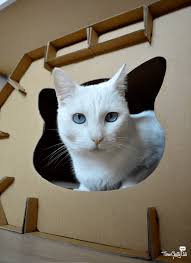 Choosing the Best Cat Scratcher