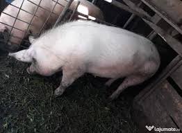 Calarasi (224) arad (1 912) hunedoara (1 229) brasov (1 151) satu mare (1 030) salaj (810) Anunturi Gratuite Vasilati