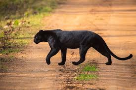 See more ideas about animals wild, animals beautiful, black panther. Black Panther From Nagarhole National Park Picture Of Blue Planet Wild Tours New Delhi Tripadvisor