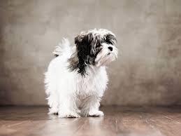 Maybe you would like to learn more about one of these? Bolonka Zwetna Im Rasseportrait Tieranzeigen Com