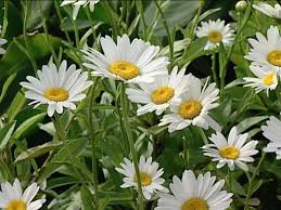 Give it full sun, but don't waste time. Perennials That Love Sun Diy