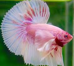 Male Super Dumbo Ears Halfmoon Betta Huge Fins And Tail Top Quality Thai Im Betta Fish Halfmoon Betta Betta