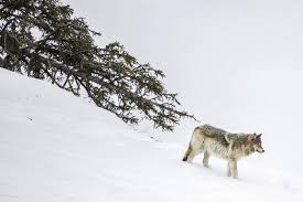 Wolf, any of two species of wild doglike carnivores. Yellowstone Park Hazes Wolves That Get Used To People