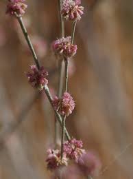 Image result for Aptosimum elongatum