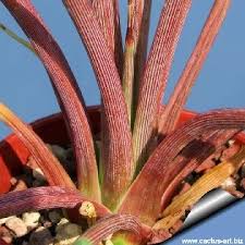 Image result for Fuirena stricta