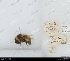 Image result for Bombus polaris
