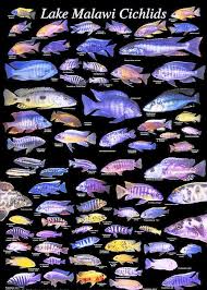 Lake Malawi Cichlids Ive Got Some Of These Guys In My
