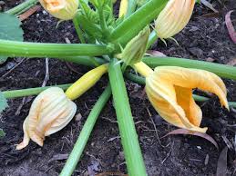 Floreat floral this boutique florist in darlinghurst creates eclectic, seasonal bunches of stunning natives mixed with tropical and traditional flowers, which results in arrangements the business has built strong relationships with growers in and around sydney and uses local flowers where possible. Grow Your Own Edible Flowers Small Green Things