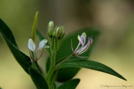 Image result for Cleome monophylla