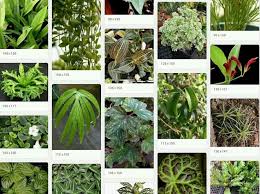 Plants For Crested Gecko Habitats At The Moment They Have 128 Selections Black Jungle Crested Gecko Gecko Habitat Crested Gecko Habitat