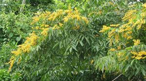 Image result for Pterocarpus megalocarpus