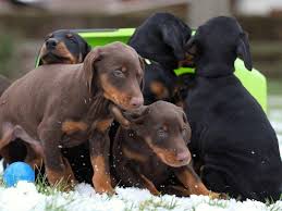 Dobermänner sind nach circa 18 monaten in der höhe ausgewachsen, brustkorb und kopf wachsen wie gefährlich ist ein dobermann? Der Dobermann Ein Stolzer Wach Und Familienhund