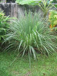 Image result for Cymbopogon caesius