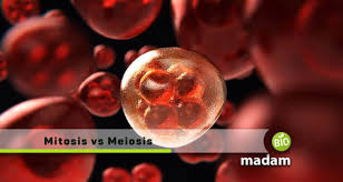 So, this is the key difference between mitosis and meiosis. Difference Between Mitosis And Meiosis Biomadam
