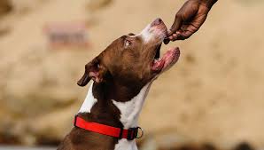 Iron proteinate and other chelated minerals for optimal absorption. 6 Best Dog Food For Pitbulls To Gain Weight And Lean Muscle In 2020