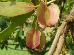 Image result for Combretum kraussii